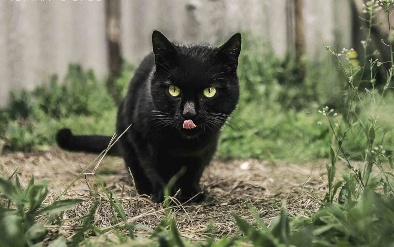Черная кошка животное