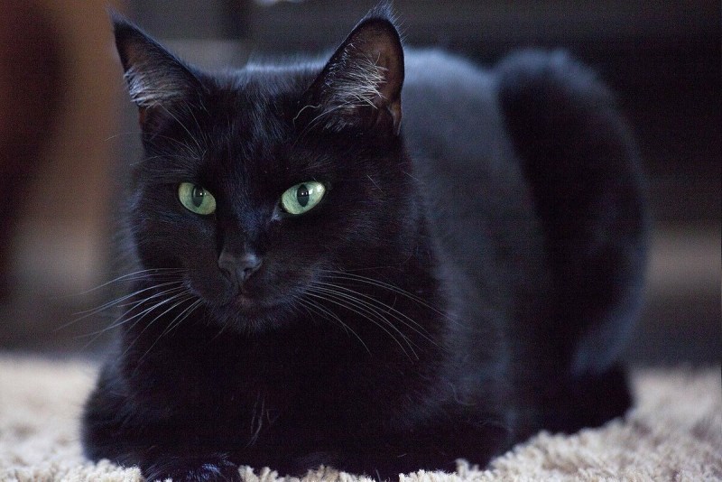 Красивая черная кошка