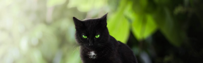 Чёрный котёнок с зелёными