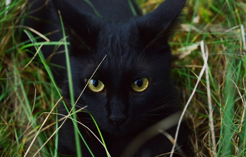 Чёрный кот
