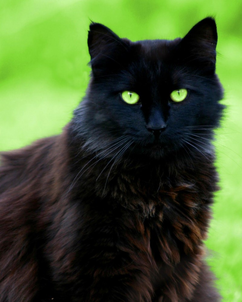 Чёрный кот