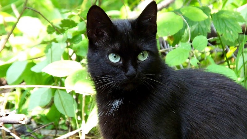 Балинезийская кошка черная