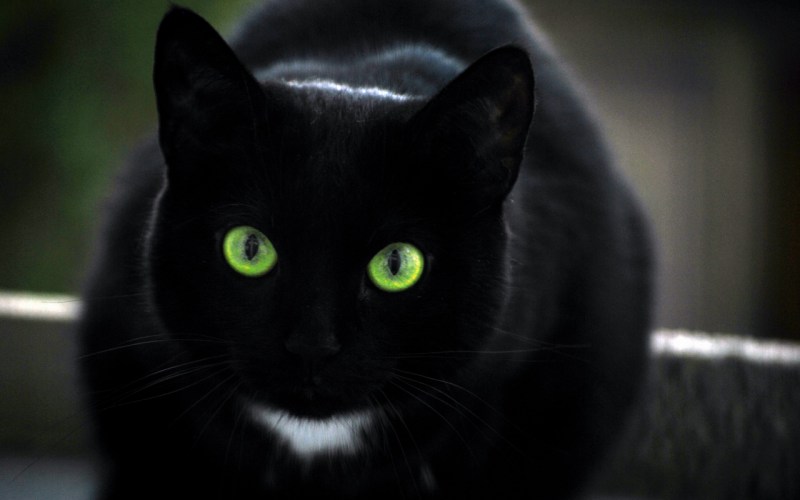 Черная кошка