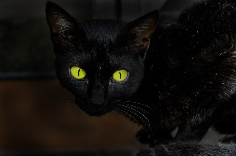 Чёрный кот