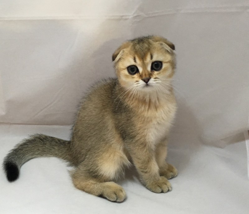 Шотландская вислоухая кошка тикированный золотой