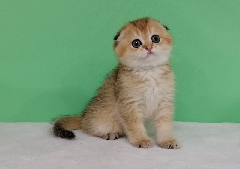 Скоттиш фолд Золотая шиншилла
