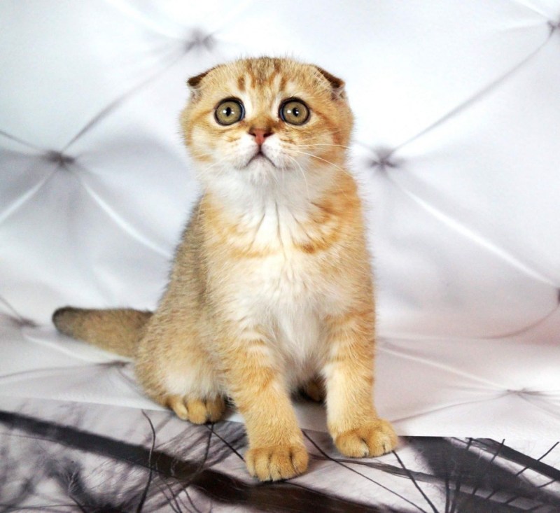 Шотландская короткошерстная Золотая шиншилла