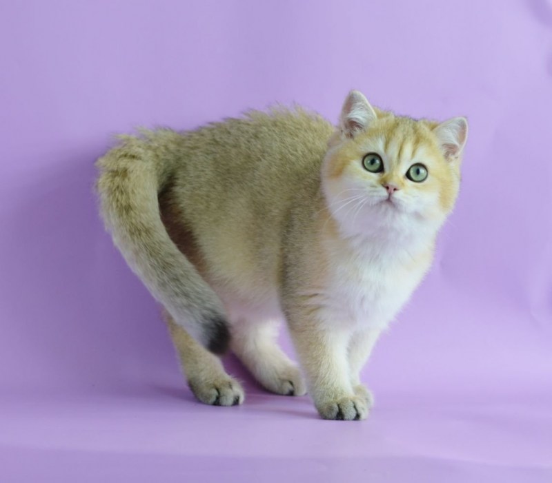 Шотландская Золотая шиншилла
