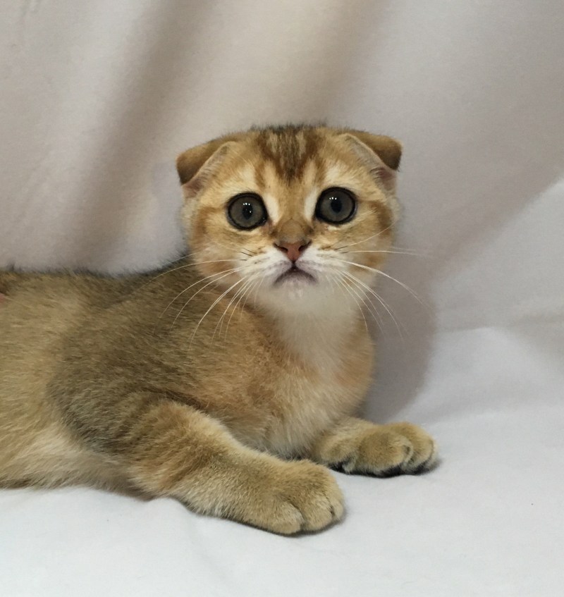 Шотландская вислоухая кошка тикированный золотой