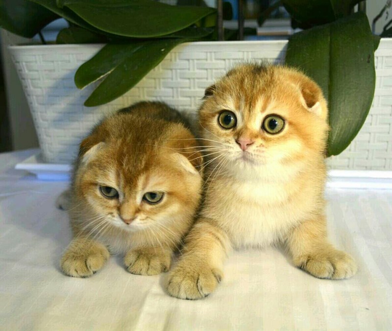 Скоттиш фолд Золотая шиншилла