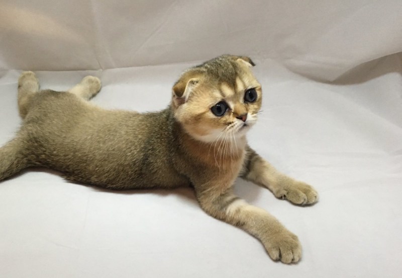 Скоттиш фолд золотой тикированный