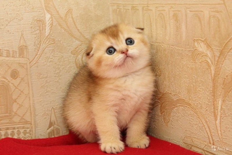 Шотландские котята Золотая шиншилла