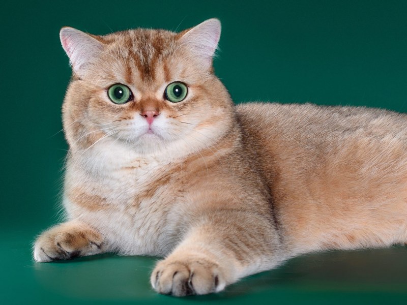 Золотые тикированные котята