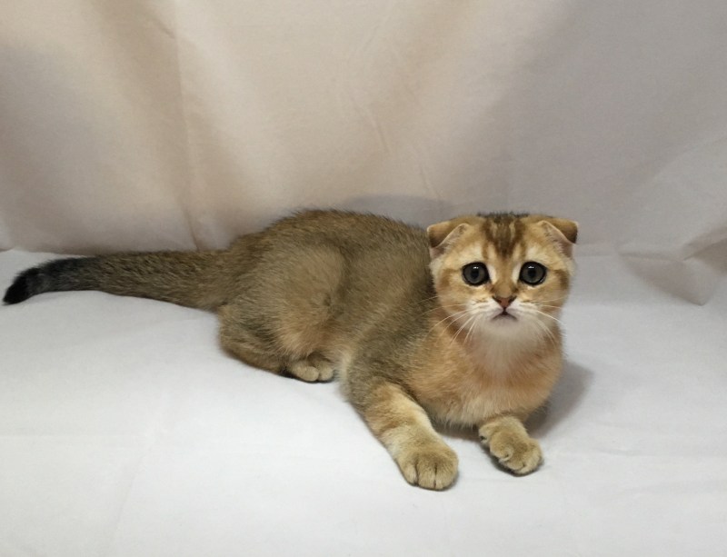 Шотландская вислоухая кошка Золотая Текирова