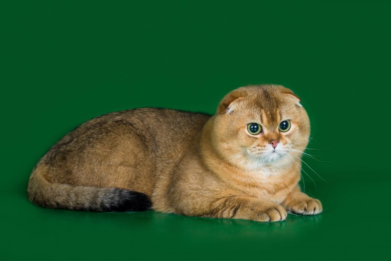 Scottish straight Золотая шиншилла