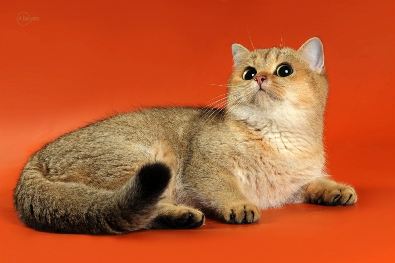Скоттиш фолд Золотая шиншилла