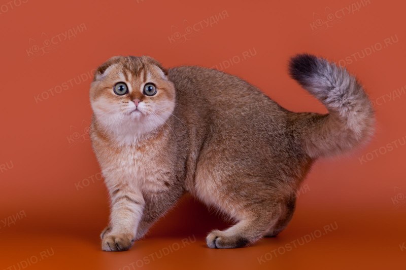Шотландская вислоухая шиншилла Золотая тикированная