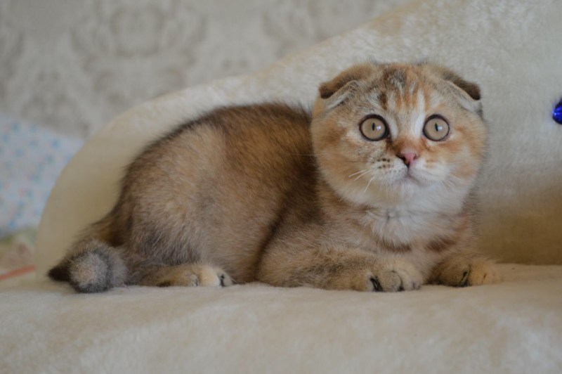 Шотландская кошка Золотая шиншилла