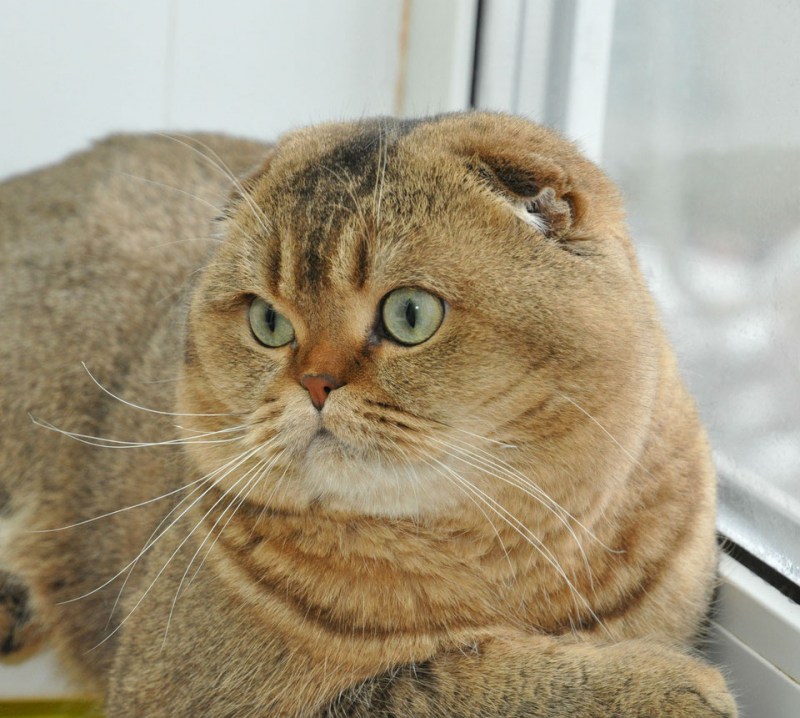 Котята золотистые Шотландские Иркутск