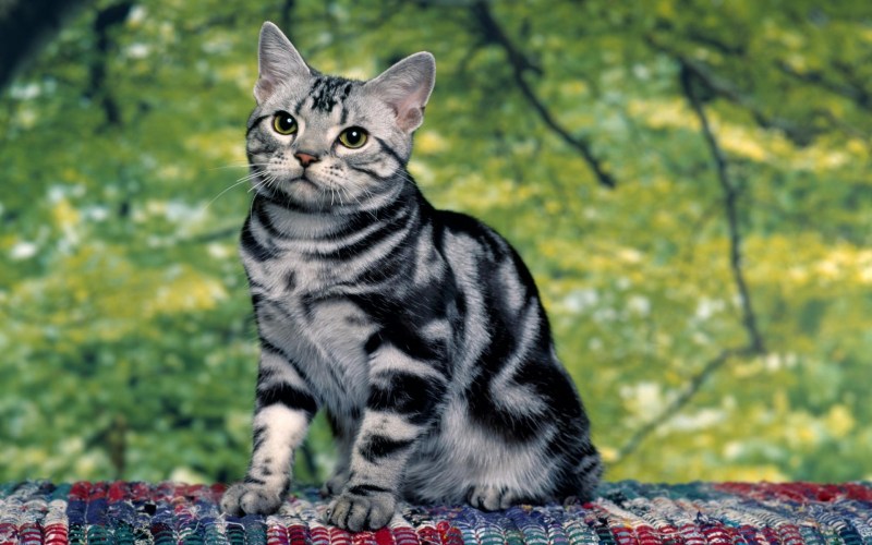 Американская короткошерстная кошка