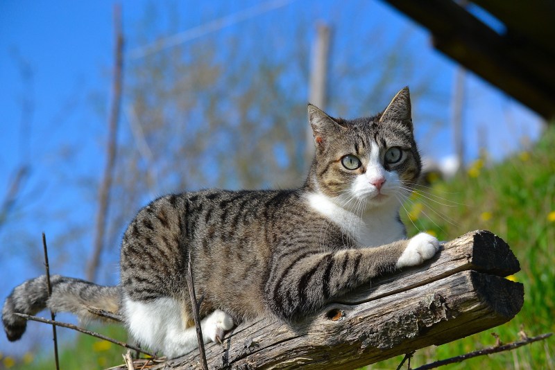 Шотландская Лесная кошка метис