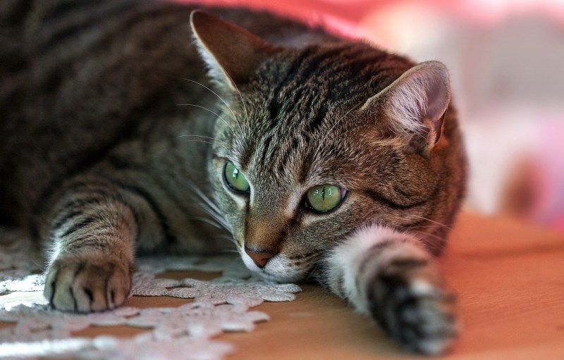 Котенок с зелеными глазами