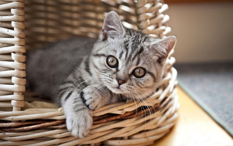 Картинки котиков