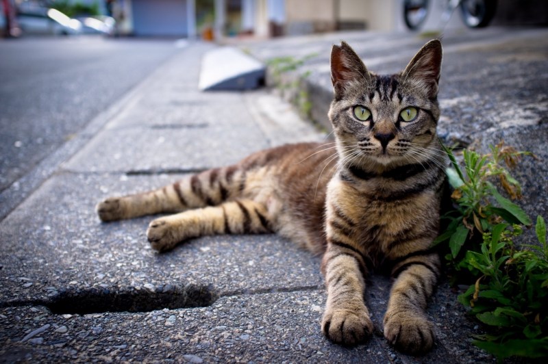 Кошка лежит