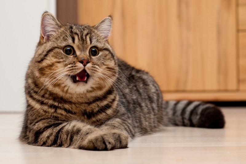 Британский короткошерстный кот полосатый