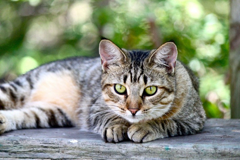 Калифорнийская сияющая кошка