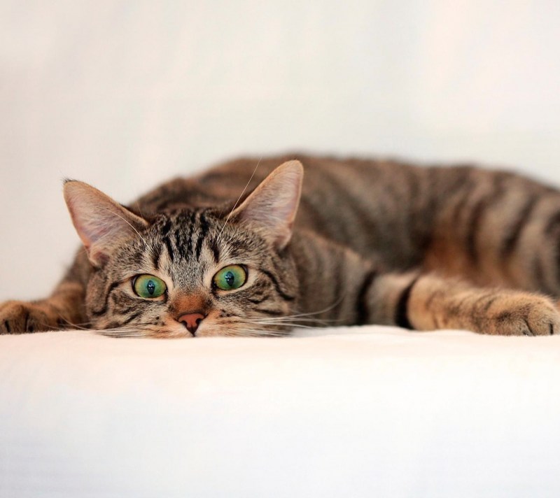 Лежачий кот