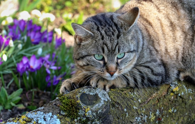 Весенние коты