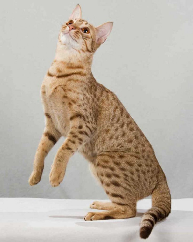 Котята породы Оцикет