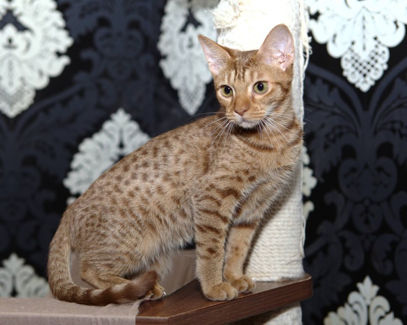 Оцикет кошка