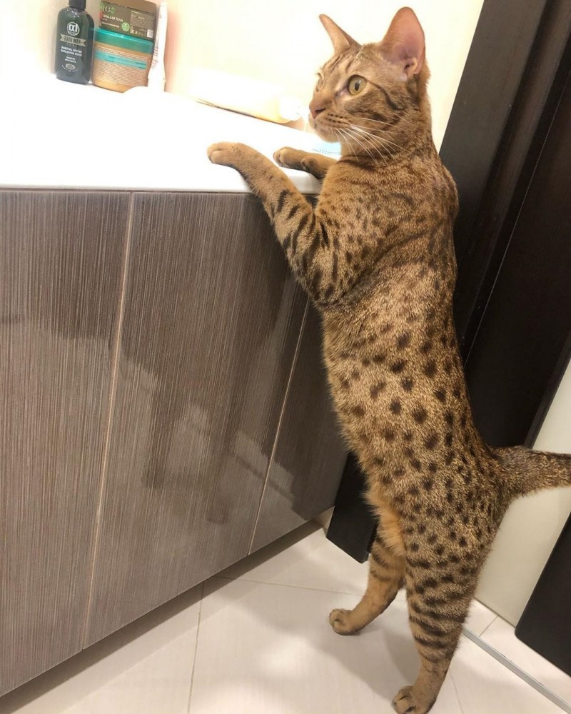 Кот Оцикет