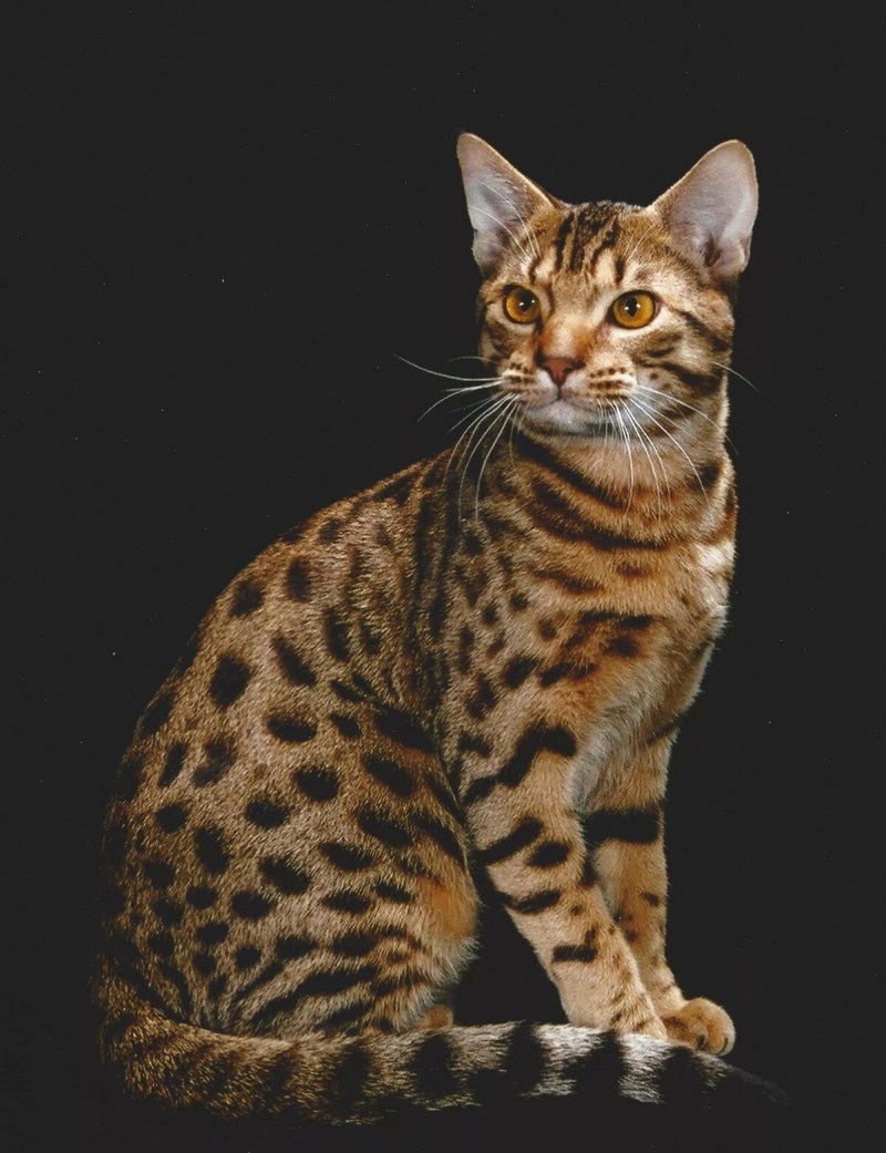 Кот породы Оцикет