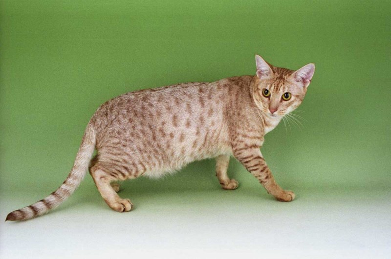 Оцикет кошка