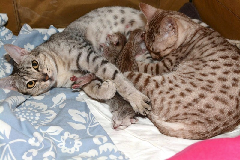 Оцикет кошка с котятами