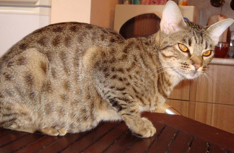 Оцикет кошка