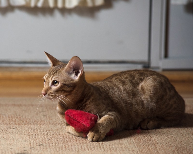 Котята породы Оцикет