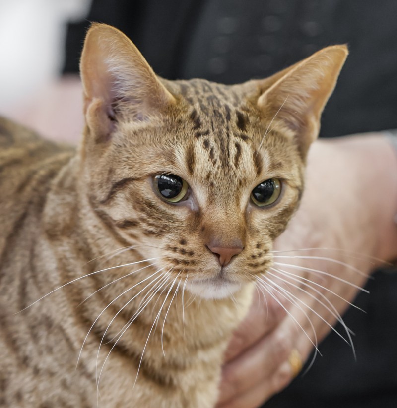Оцикет кошка