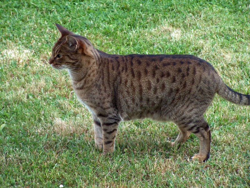 Кот породы Оцикет
