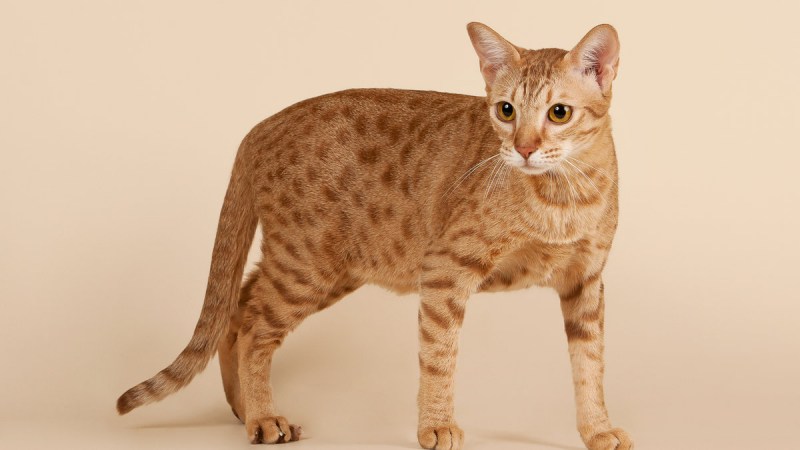 Кот породы Оцикет рыжий