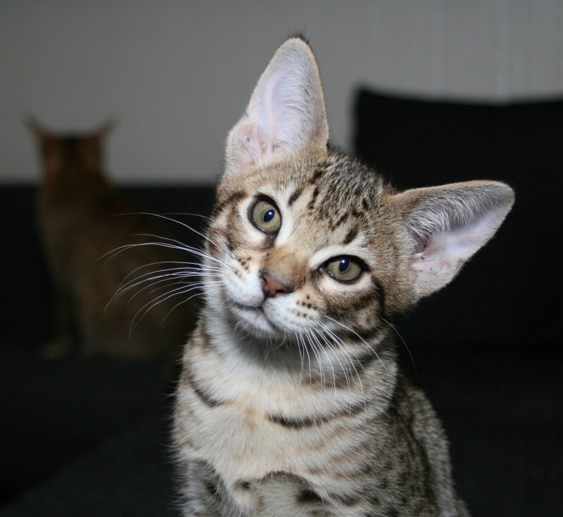Котята породы Оцикет