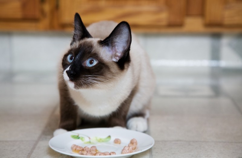 Сиамская кошка кушает