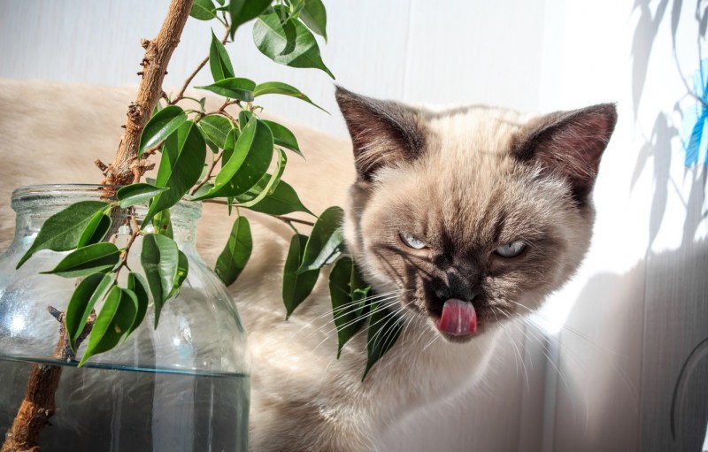 Смешной тайский кот