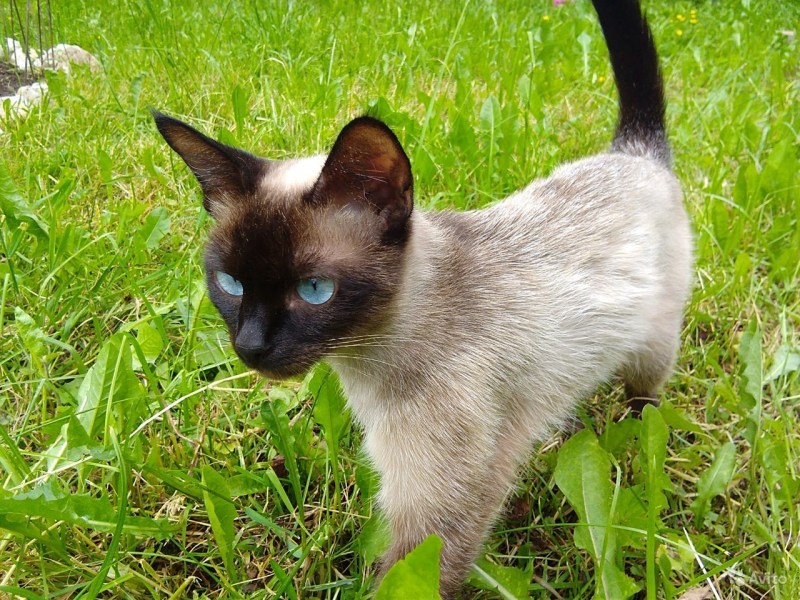 Кошка мяукает