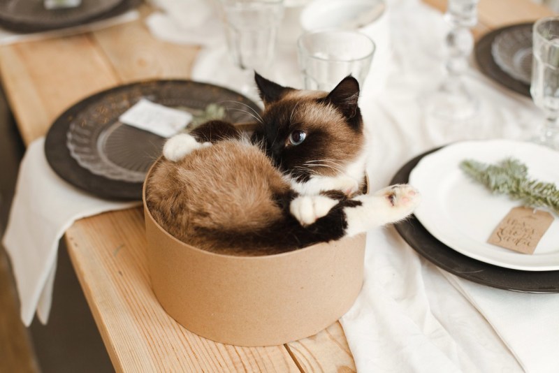 Сиамская кошка