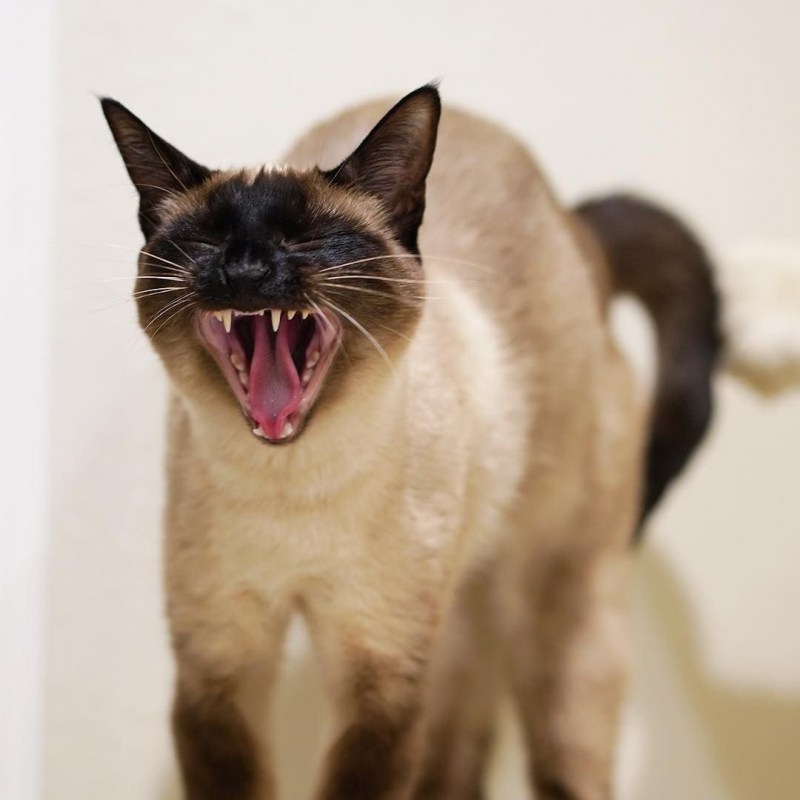 Две сиамские кошки