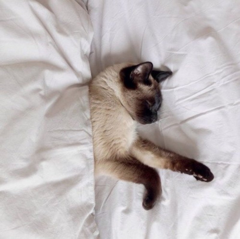 Сиамская кошка котенок